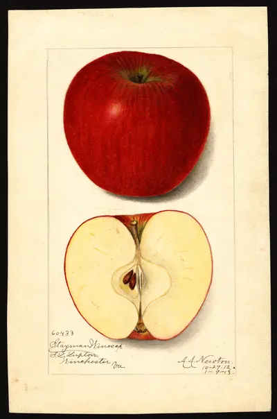 USDA watercolor illustration of Stayman Winesap