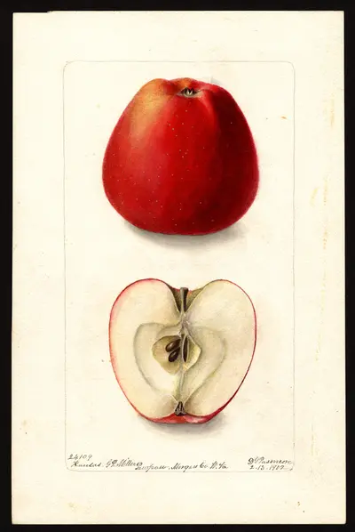 USDA watercolor illustration of Kansas Keeper