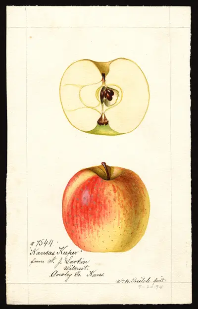 USDA watercolor illustration of Kansas Keeper