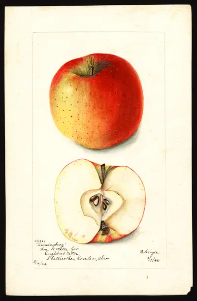 USDA watercolor illustration of Lansingburgh