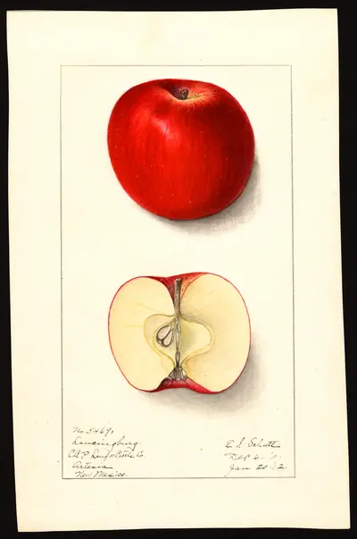 USDA watercolor illustration of Lansingburgh