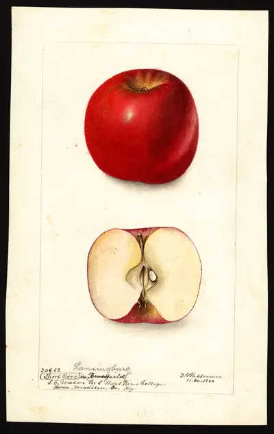 USDA watercolor illustration of Lansingburgh