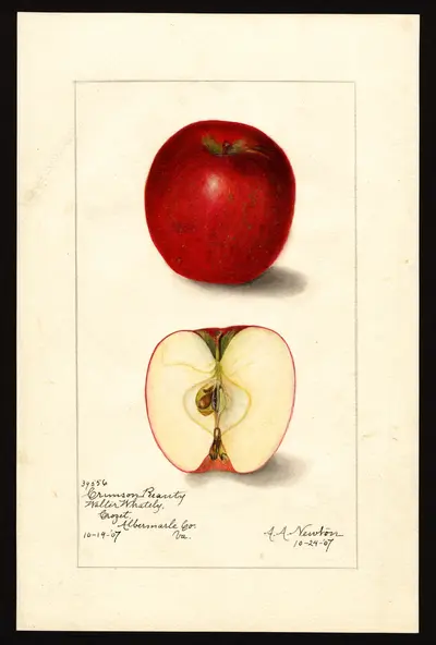 USDA watercolor illustration of Scarlet Pippin