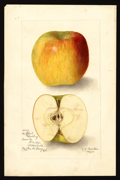 Watercolor of Lankford