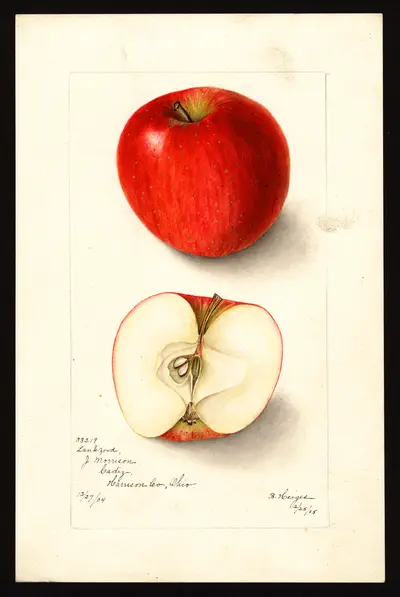 USDA watercolor illustration of Lankford
