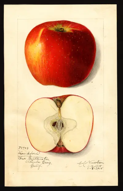 USDA watercolor illustration of Lankford