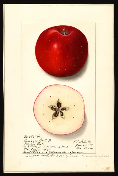 USDA watercolor illustration of Lawver