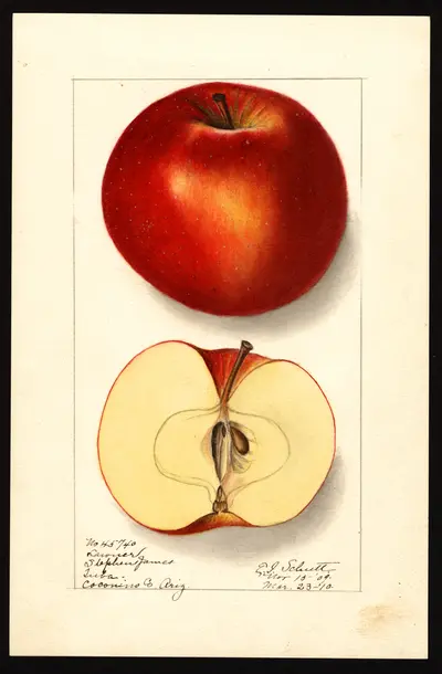 USDA watercolor illustration of Lawver