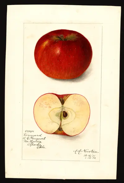 USDA watercolor illustration of Kinnaird