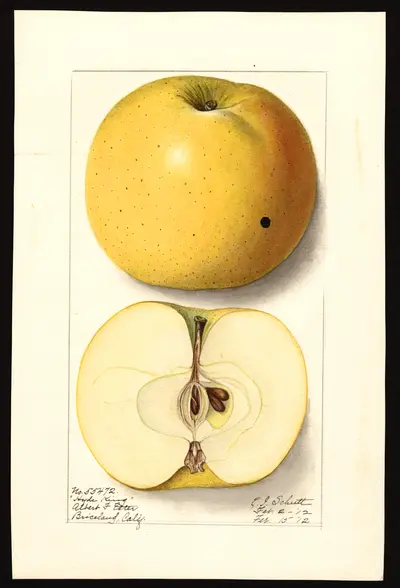 Watercolor of Hyde King