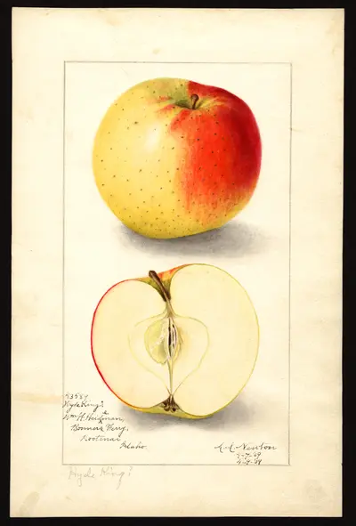 USDA watercolor illustration of Hyde King