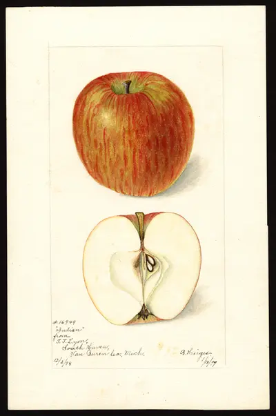 USDA watercolor illustration of Large Striped Pearmain