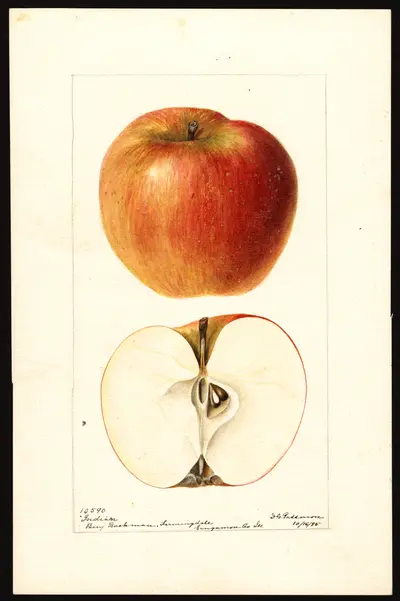 USDA watercolor illustration of Large Striped Pearmain