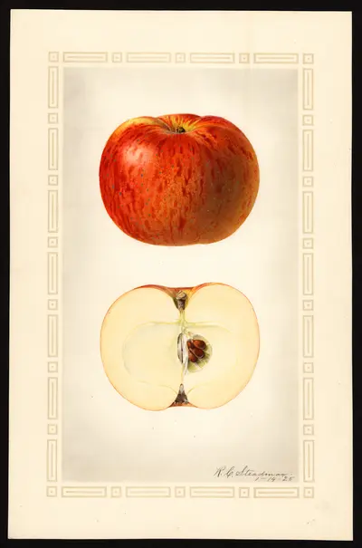 USDA watercolor illustration of Jewett Red