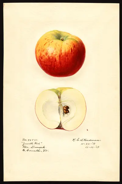 USDA watercolor illustration of Jewett Red