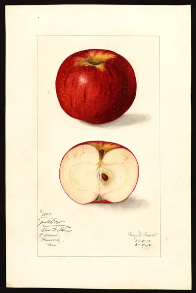 USDA watercolor illustration of Jewett Red
