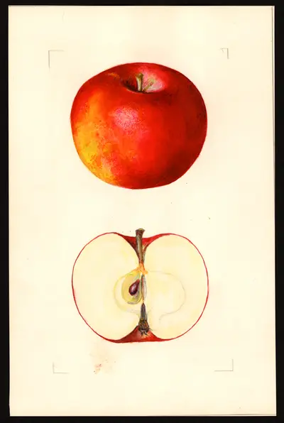 USDA watercolor illustration of Joan