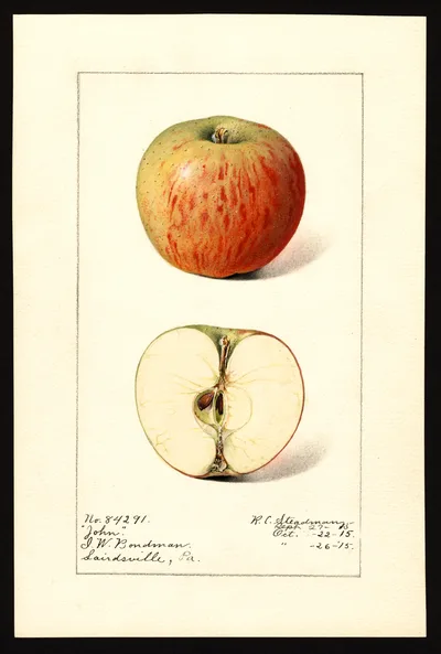 USDA watercolor illustration of John Apple