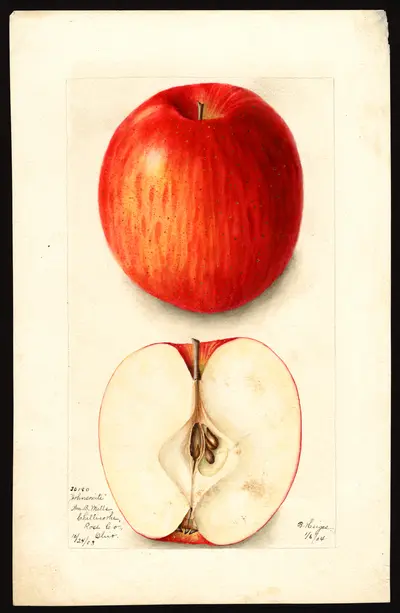 Watercolor of Johnsonite