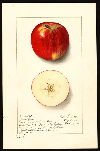 USDA watercolor illustration of Jonathan