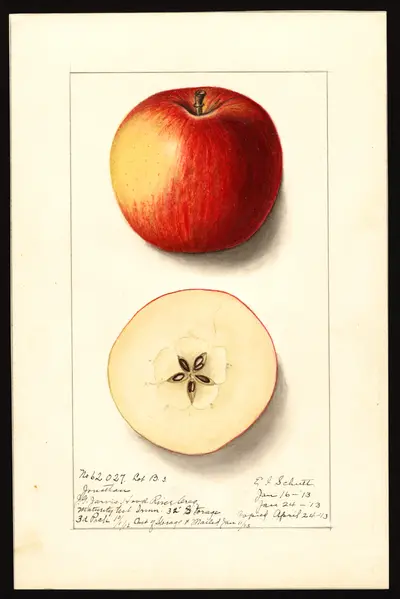 USDA watercolor illustration of Jonathan