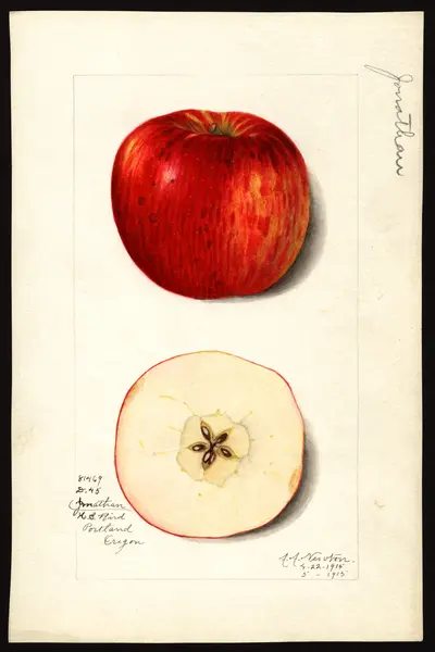 USDA watercolor illustration of Jonathan