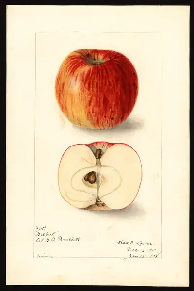 Watercolor of Minnesota Gilbert