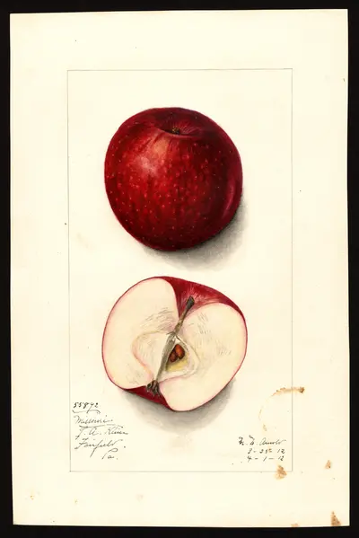 USDA watercolor illustration of Missouri Pippin