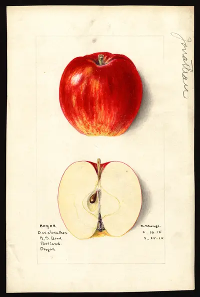 USDA watercolor illustration of Jonathan