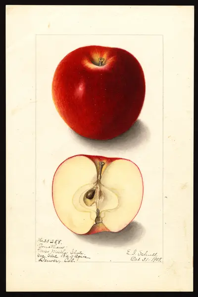 USDA watercolor illustration of Jonathan