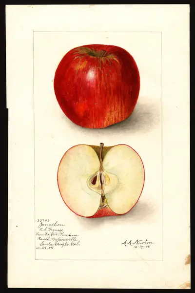 USDA watercolor illustration of Jonathan