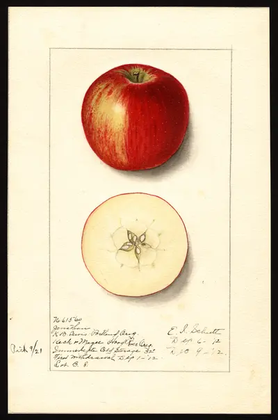 USDA watercolor illustration of Jonathan