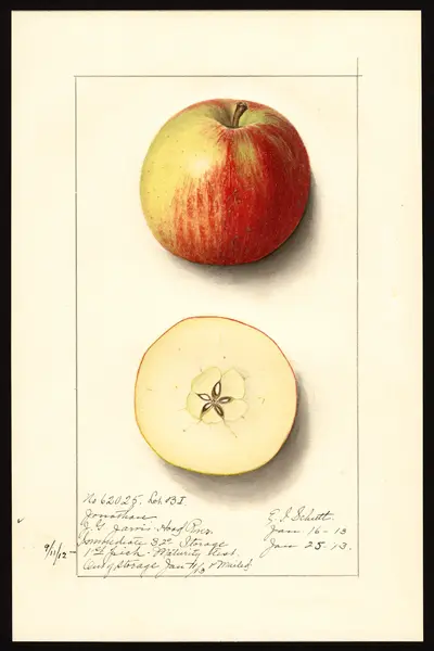 USDA watercolor illustration of Jonathan