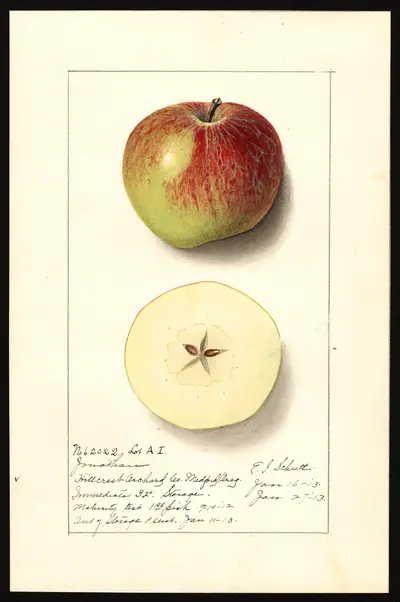 USDA watercolor illustration of Jonathan