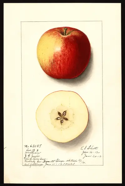 USDA watercolor illustration of Jonathan