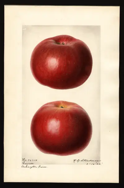 USDA watercolor illustration of Lawver