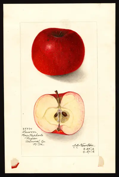USDA watercolor illustration of Lawver