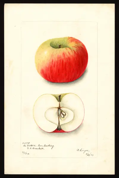 Watercolor of La Victoire