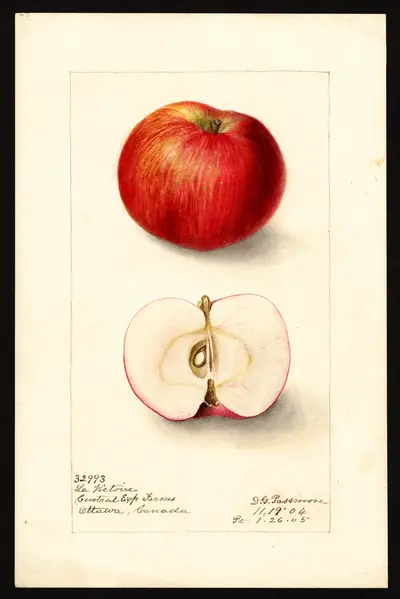 USDA watercolor illustration of La Victoire
