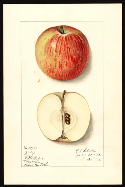 USDA watercolor illustration of July