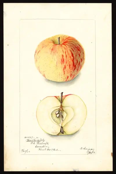 USDA watercolor illustration of Fourth of July