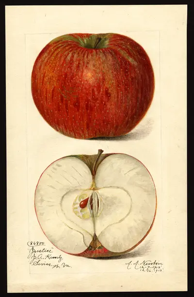 USDA watercolor illustration of Justice