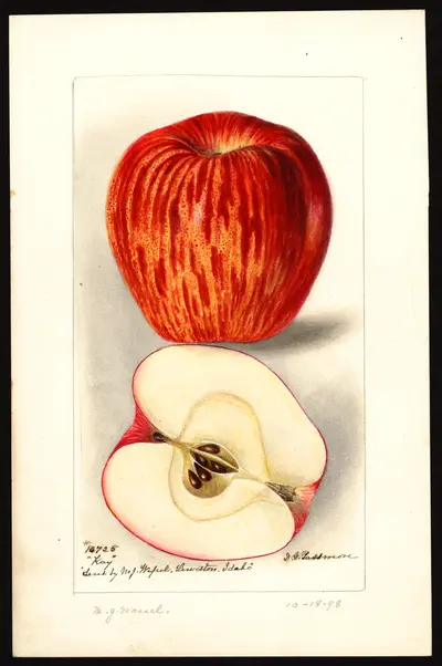 USDA watercolor illustration of Kay
