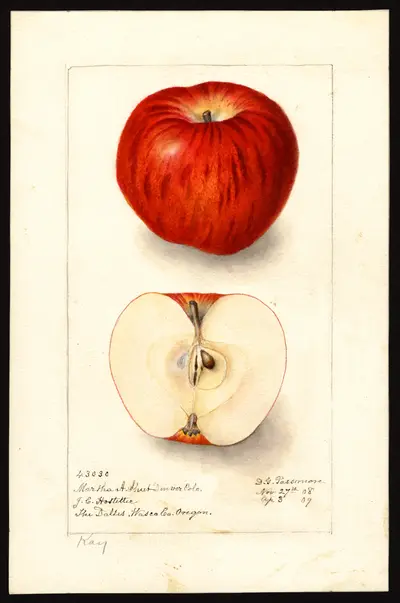 USDA watercolor illustration of Kay