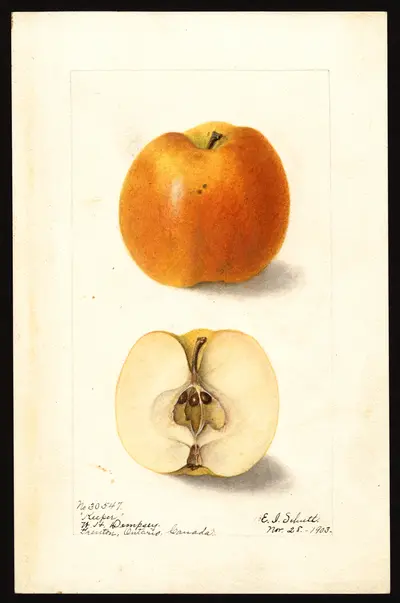 Watercolor of Keeper
