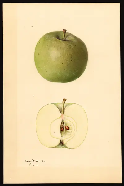 USDA watercolor illustration of Keeper