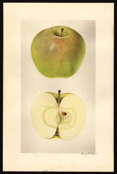 USDA watercolor illustration of Keeper