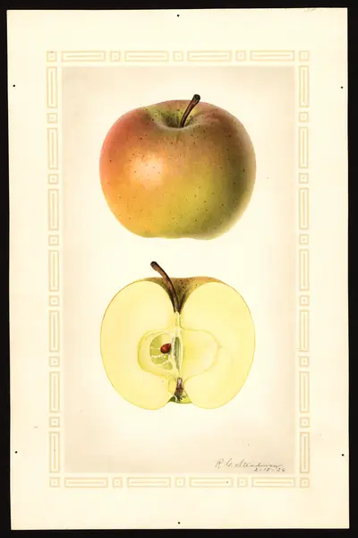 USDA watercolor illustration of Keeper