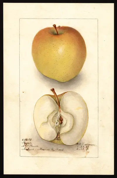 USDA watercolor illustration of Keeper