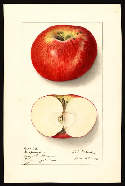 Watercolor of Keespomet